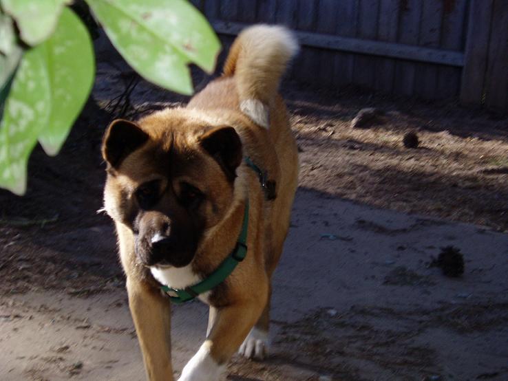 The Best Akita Family!